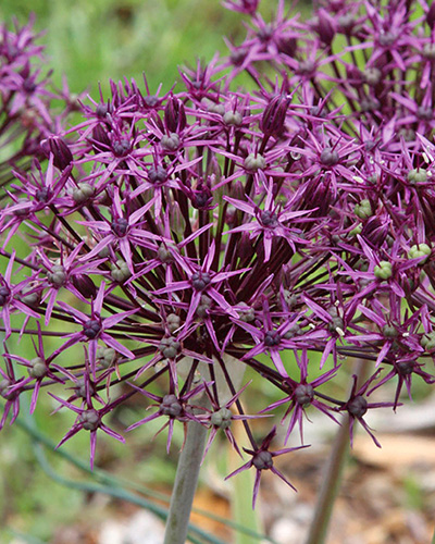 Allium firmament.jpg